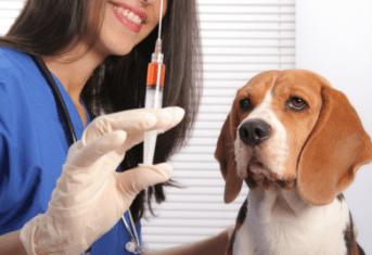 A dog receiving a vaccine