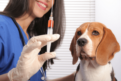 A dog receiving a vaccine