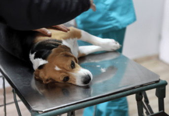 A puppy on an exam table