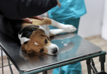 A puppy on an exam table