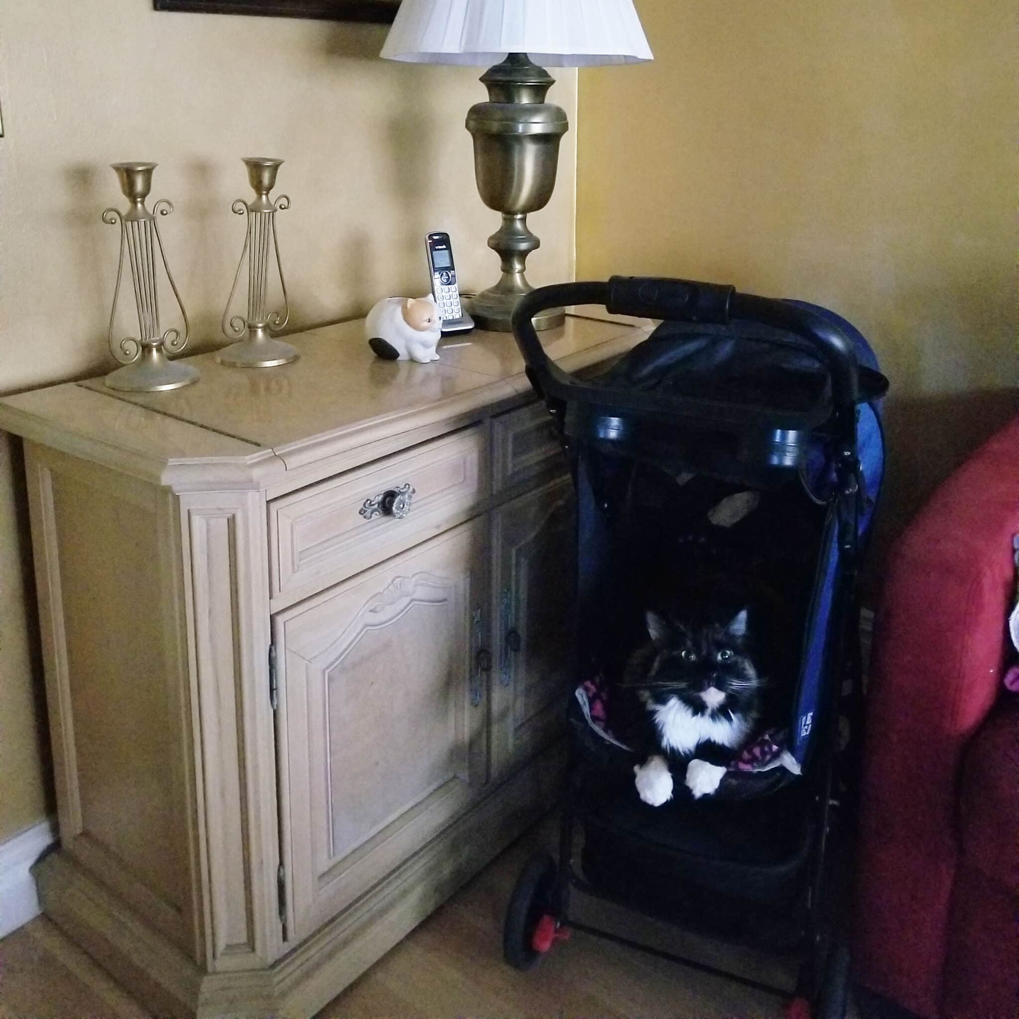 A cat in a stroller in a bedroom