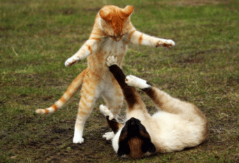 Two cats fighting