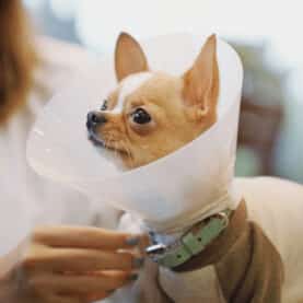 Dog wearing a cone