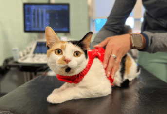 A cat on an exam table