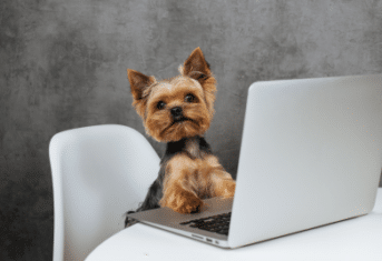 A dog looking at a computer