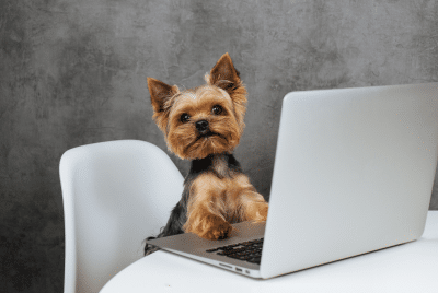 A dog looking at a computer