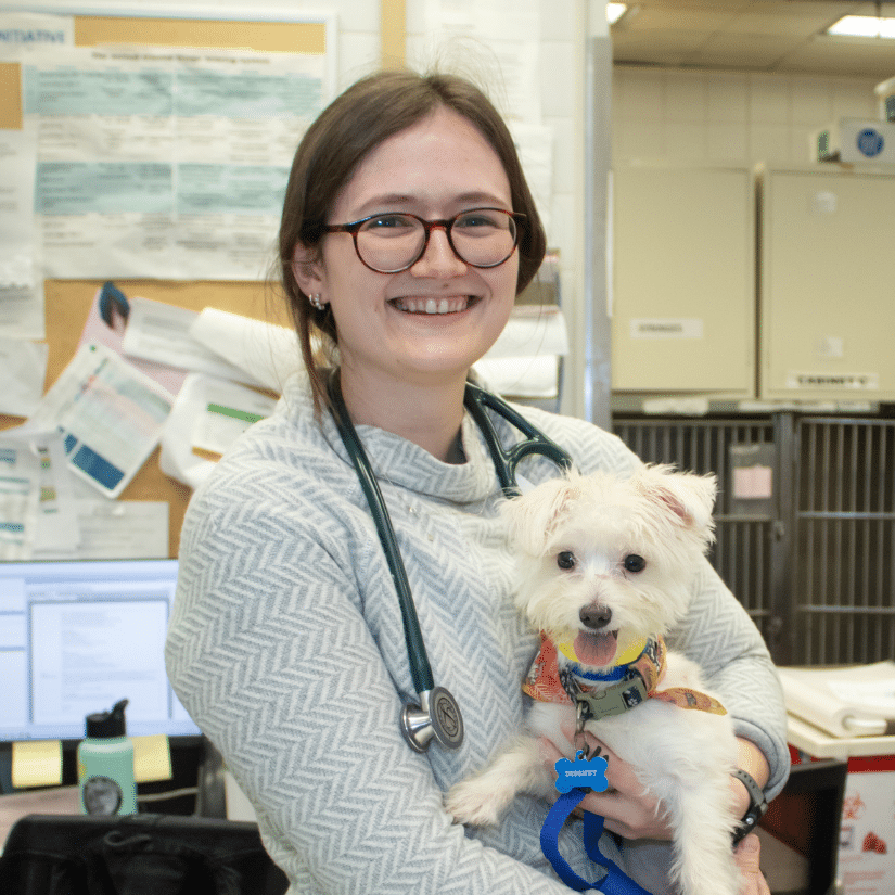 A veterinary intern with a small dog in AMC's Emergency & Critical Care department