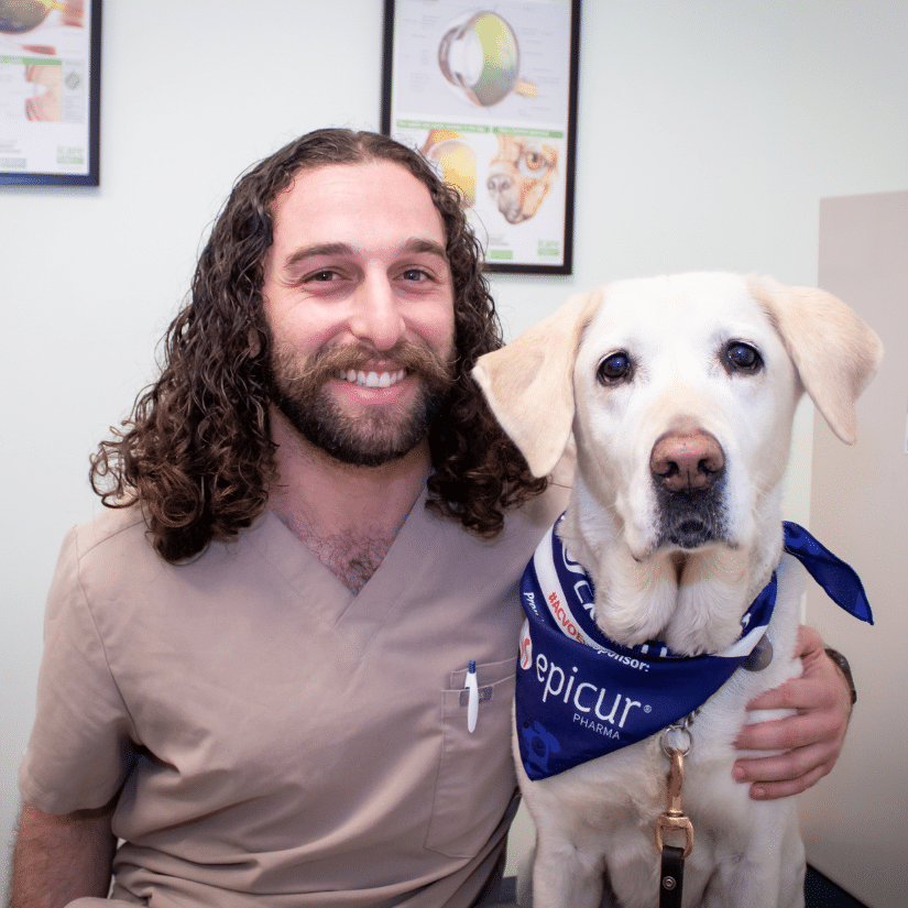 A veterinary intern with a labrador retriever in AMC's Ophthalmology service