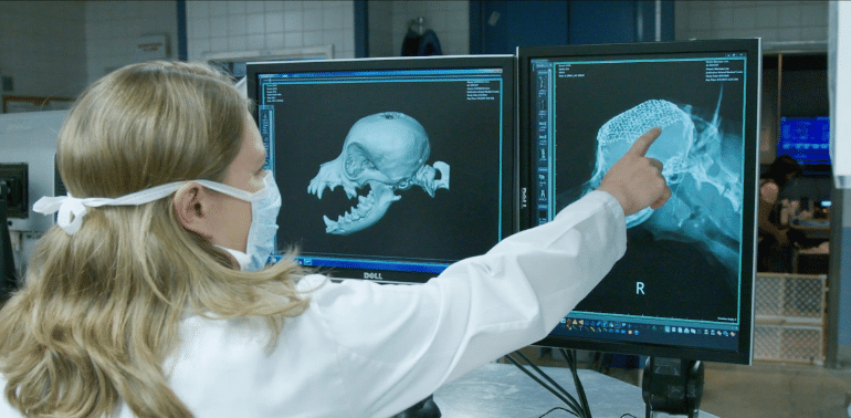 A veterinary intern points to diagnostic imaging on a computer