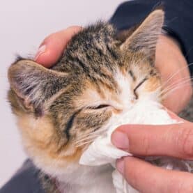 Cat with tissue on nose