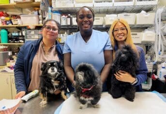 Three veterinary technicians with three dogs