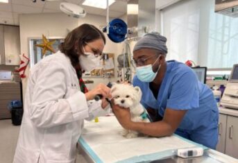 A small dog during a veterinary exam