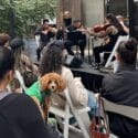 A dog listening to a string quartet