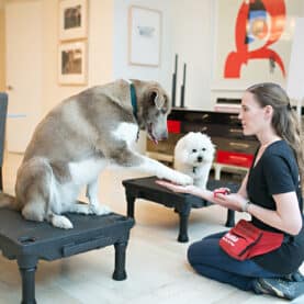 Dogs in training class.