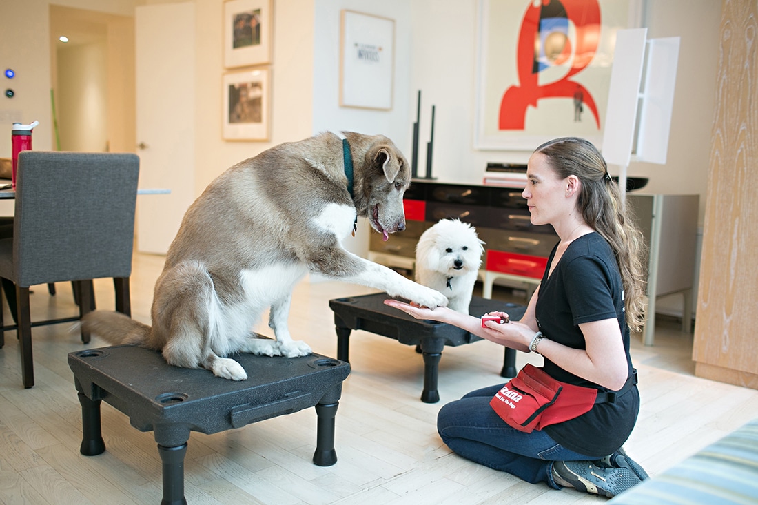 Dogs in training class.