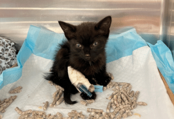 A small black kitten with an IV catheter