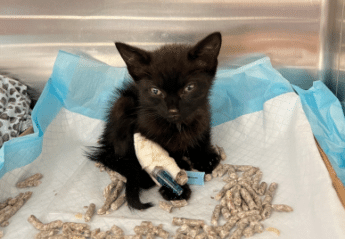 A small black kitten with an IV catheter