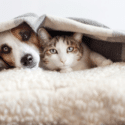 A dog and a cat underneath a blanket