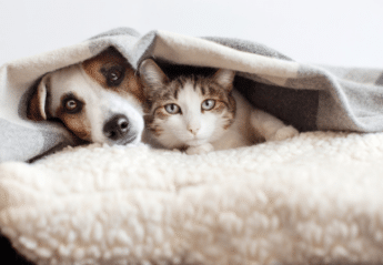 A dog and a cat underneath a blanket