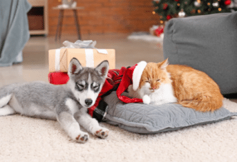 A dog and cat asleep with holiday gifts