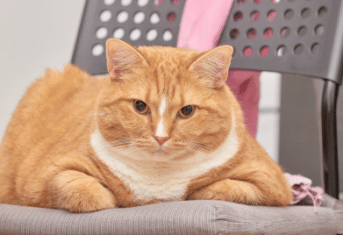 An overweight cat on a chair