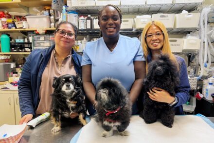 Three veterinary professionals with three small dogs