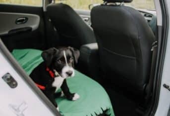 A dog in the backseat of a car