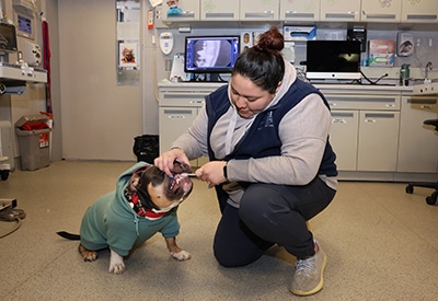 An AMC veterinary assistant brushing a dog's teeth