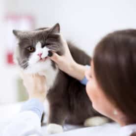 A cat's teeth are examined