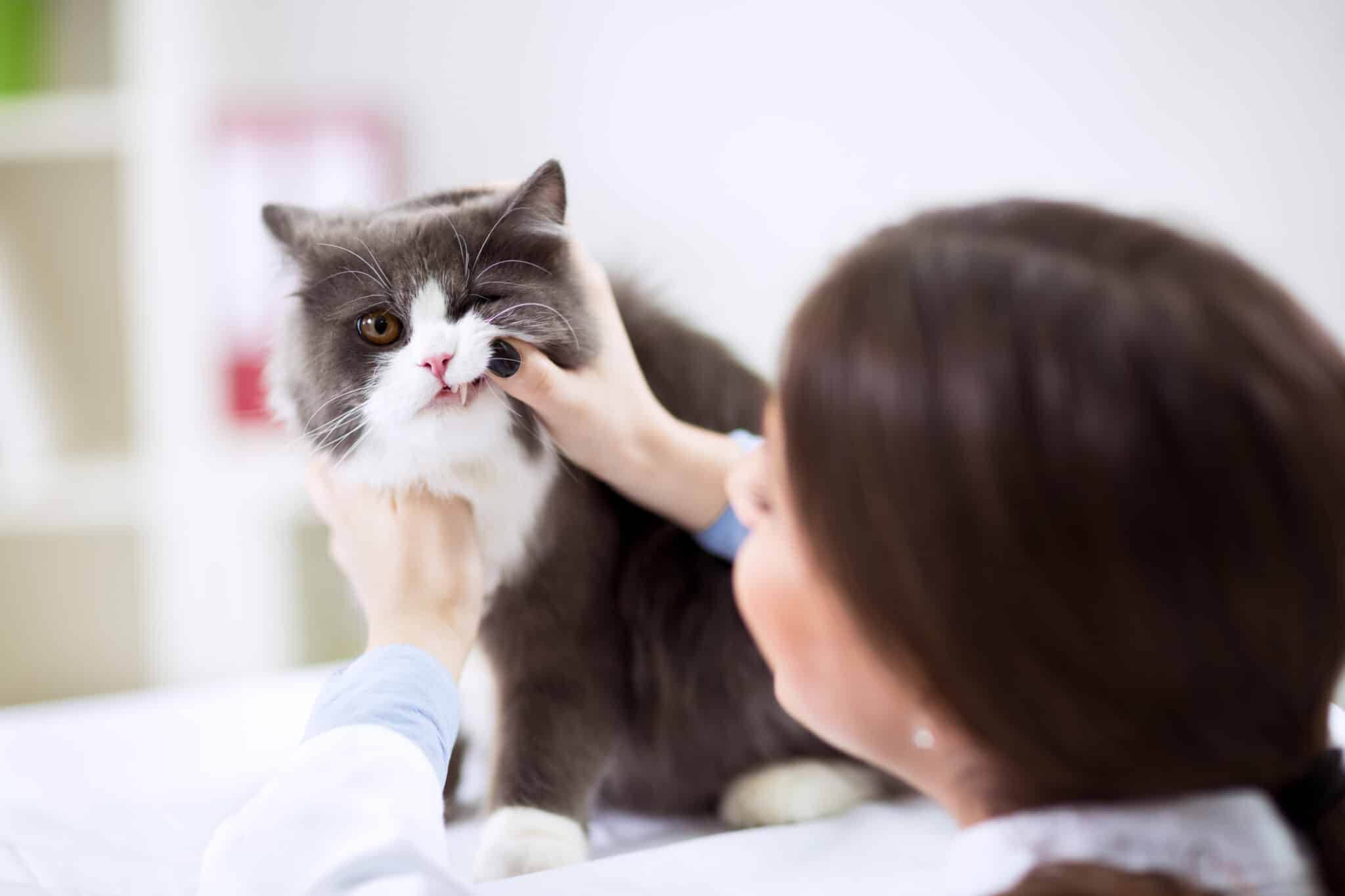 Veterinarian examining cat's mouth.