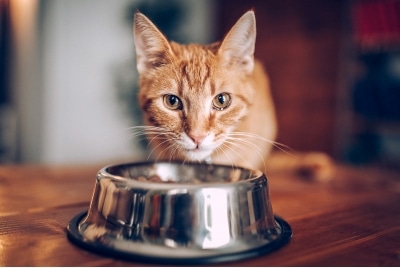 A cat eating food from a bowl