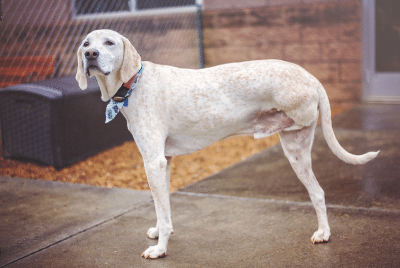 A dog with three legs