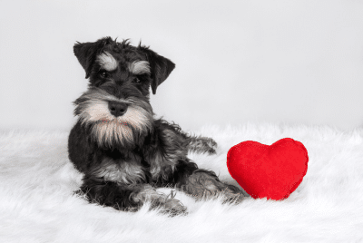 A dog with a heart-shaped pillow