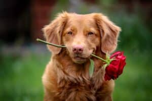 Dog carrying a rose in its mouth.