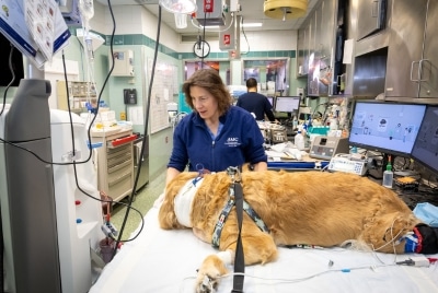 A dog on a veterinary exam table