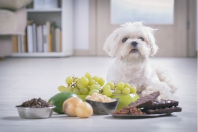 A white dog with grapes, chocolate, and other toxic food for pets