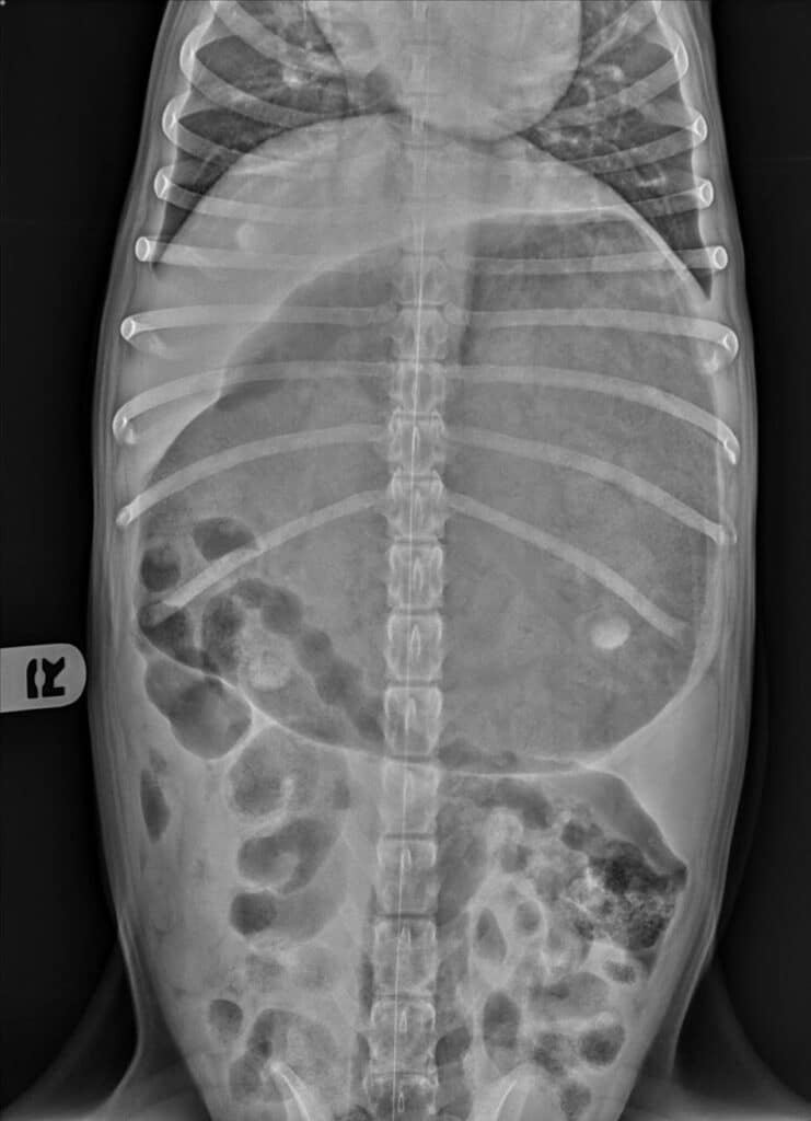 An x-ray of a dog that ate bread dough